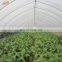 Low Price Double Layer Plastic Poly Film Greenhouses for Mushroom
