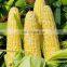 New design fresh corn peeling/sheller/peeler/shelling machine used