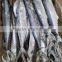 Frozen whole round IQF frozen Spanish mackerel fish