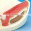 Typodont Orthodontic Model for Practicing teeth model factory