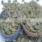 Pumpkin Kernel snow white shine skin GWS , new crop 2015 high quality