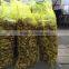 new product dried or fresh Chinese mature ginger with good price