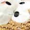Chinese New Year Plush Toy Monkey Stuffed Plush Dog Toy