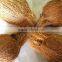 Fresh coconuts - export quality coconut