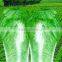 chinese cabbage
