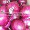 Fresh Peeled Onion for Exporting