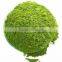 GMP Certified Factory Supply Natural Moringa Oleifera Powder