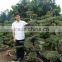 landscaping and outdoor bonsai usage Chinese ulmus pulila