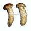 wild pine mushroom/matsutake new product