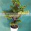 Home garden decoration 50cm to 160 cm hight small indoor canadian artificial green pot plastic similar pine trees ELSPZ02 0904