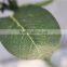 Home garden decoration 32cm long yellow bride vine artificial wedding flowers EXLHT03 0401