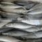 Pacific mackerel fish whole round scomber