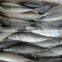 Frozen mackerel filet