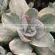 Succulent Plants Tropical Plants Decorative Plants Echeveria Decora Variegated