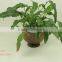 100% natural coconut shell plant flower pot