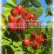 natural rosehip seed oil organic cetified