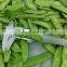 Sinocharm BRC A Approved  L5-9CM Snow Pea IQF Peapod Whole Frozen Green Pea Pods