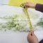 Exquisite new coming phalaenopsis orchids plant