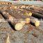 Souther Yellow Pine