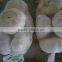 Hot sale fresh Normal White Garlic with best price