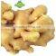 Yellow Ginger Fresh