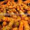 Turmeric Oil
