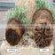 Organic fertilizer for accelerating plant root development and promoting fruit nutrition