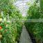 PE film coverd plastic tunnel greenhouse used for vegetables and fruits