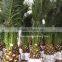 Phoenix canariensis palm tree nursery landscaping trees