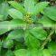 Gymnema Sylvestre