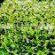 Water recycling use automatic bean sprout machine