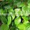 Organic pure betel leaf from Vietnam