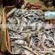 Sand lance with 8.5kg for feeding