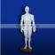 50cm acupuncture model - whole body model (50 cm)