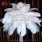 china HX wholesale cheap big size white ostrich feathers for sale