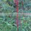 galvanized tomato support wire