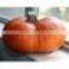 fresh pumpkin export in india/yellow pumpkin/white pumpkin eporters