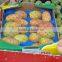 Colorful pp fruit insert tray for food and fruit