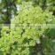 2016 Hot Sale Cut Flower Hydrangea Long Lasting Life