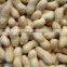 2014 new crop raw peanuts in shell