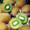 Fresh kiwi with high quality for sale
