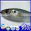Frozen Round Scad Mackerel Fish