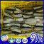 Sardines Hgt, superb quality
