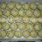New crop of china fresh ya pear asia pear hot supplying