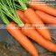 2016 fresh red carrot organic high quality HACCP Gap Kosher Size S M L 2L 3L