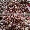 High quality fresh shallot/rose onion