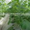 10M x 1M Agriculture Plant Support Net