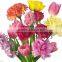 Hot sell Carnation flower fresh cut carnation fresh flowers Kunming