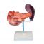 Pancreas Spleen Duodenum Teaching Organs Human Body Anatomy Model