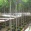 Ficus Nitida Landscaping Trees for Outdoor
